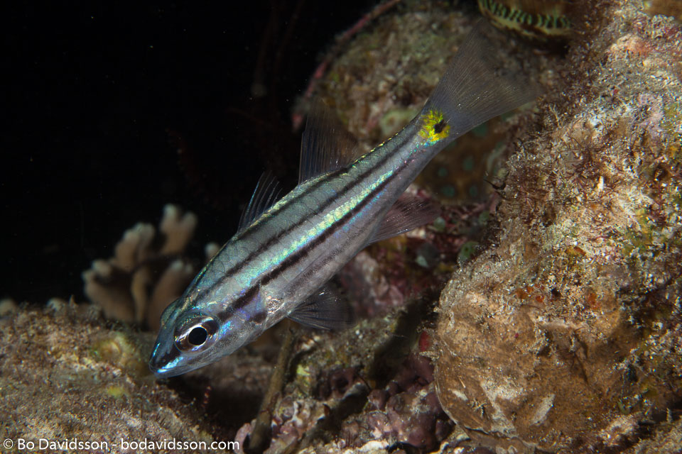 BD-140314-Padre-Burgos-2009-Astorhinchus-compressus-(Smith---Radcliffe.-1911)-[Ochre-striped-cardinalfish].jpg